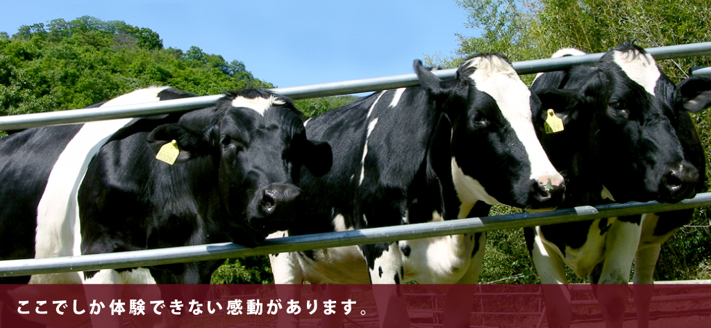 岡山県の牧場アイスお取り寄せなら 安富牧場 岡山の酪農教育ファーム認定牧場